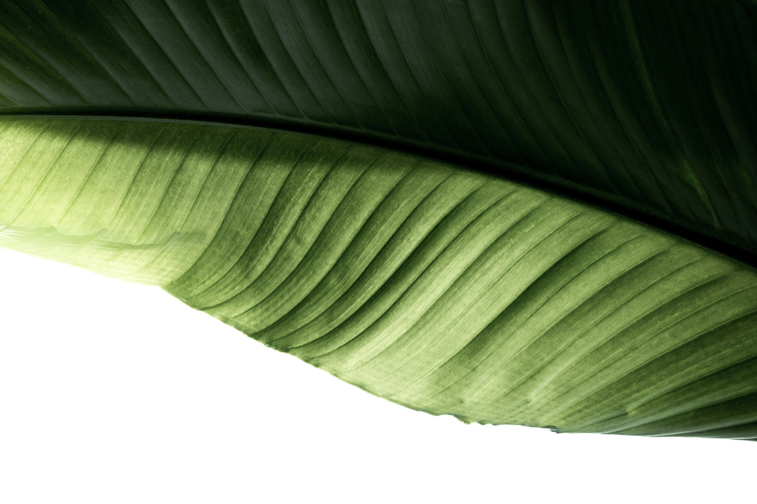 The Green Reset: Why Nature’s Favorite Color is Your Workspace’s Ultimate Power Move