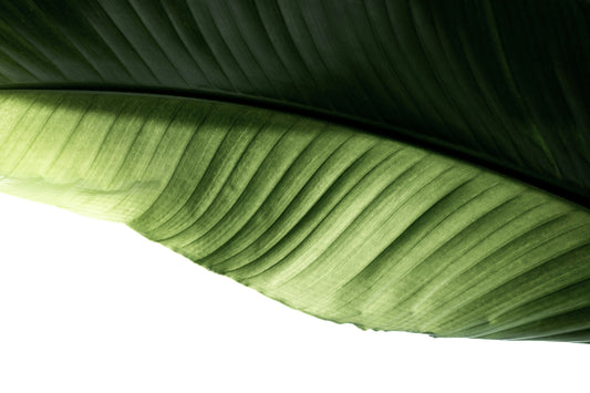 The Green Reset: Why Nature’s Favorite Color is Your Workspace’s Ultimate Power Move